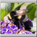 Bombus lucorum - Hellgelbe Erdhummel 02.jpg